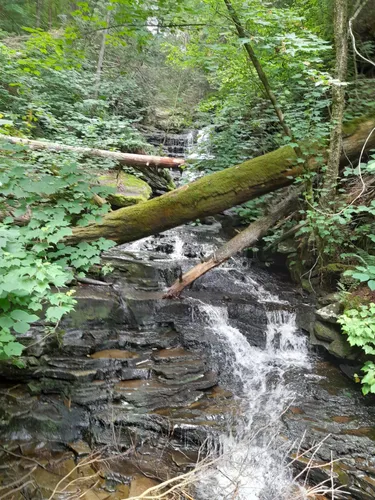 Best Hikes and Trails in The Glens Natural Area | AllTrails