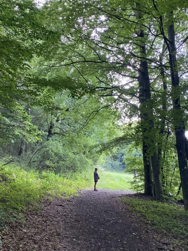 SpessartSpur Dicke Tanne und Edelweißhütte
