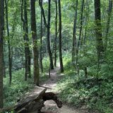 Jones Run Falls Trail, Virginia - 766 Reviews, Map | AllTrails