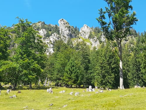 Thoraualm