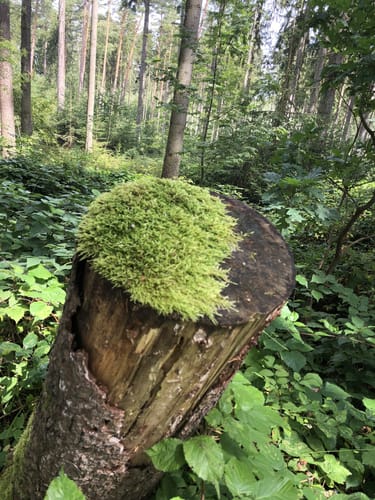 Rundwanderweg Münchenbernsdorf