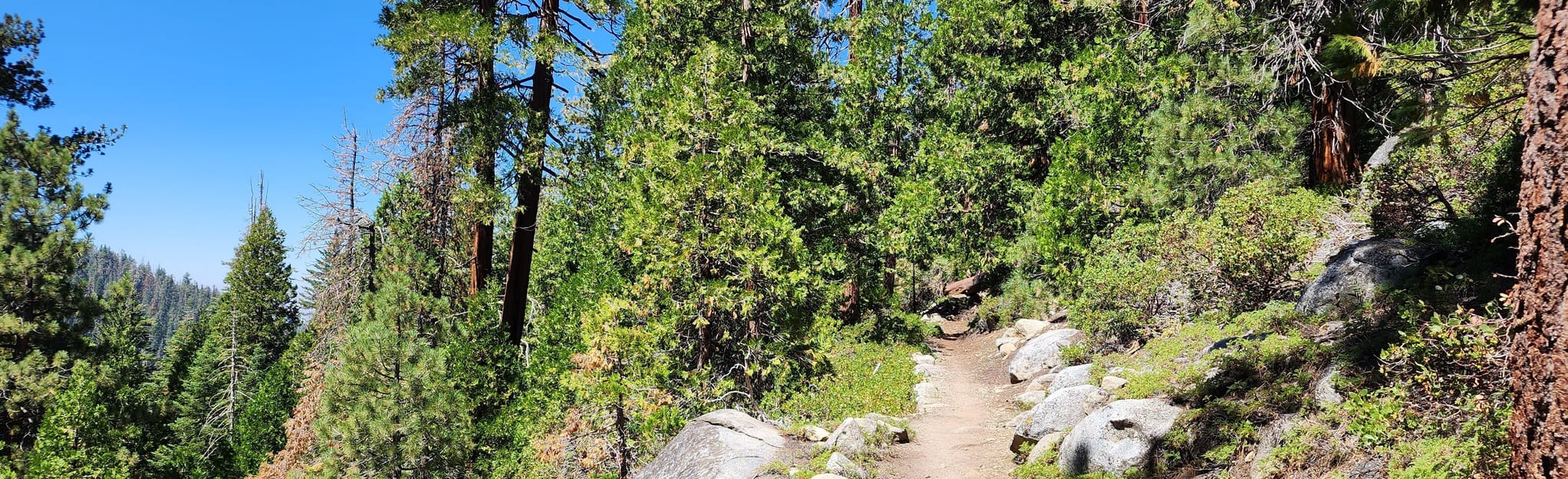 Lodgepole Campground via Wuksachi Trail, California 21 Reviews, Map