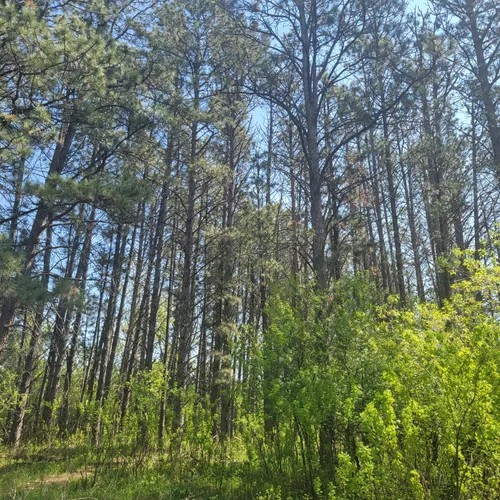 experimental forest north dakota