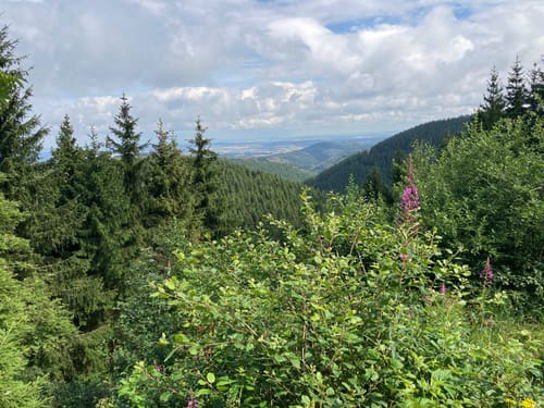 Liebesbankweg (Premiumwanderweg)