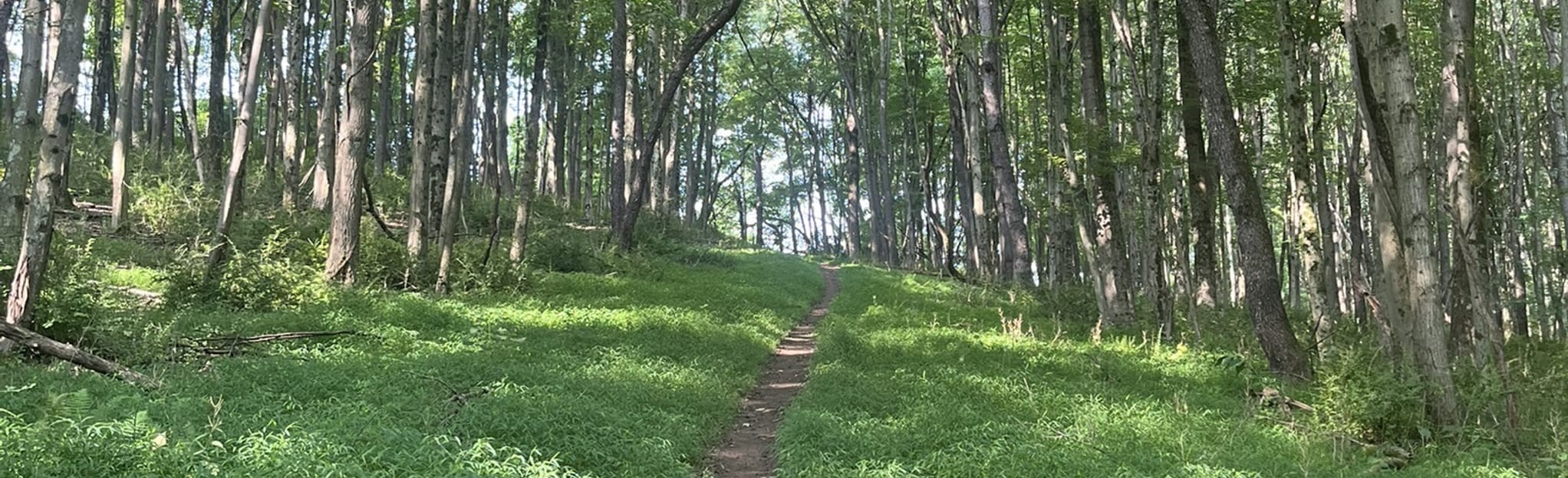 Rachel Carson Trail West from McKinney Road, Pennsylvania 153