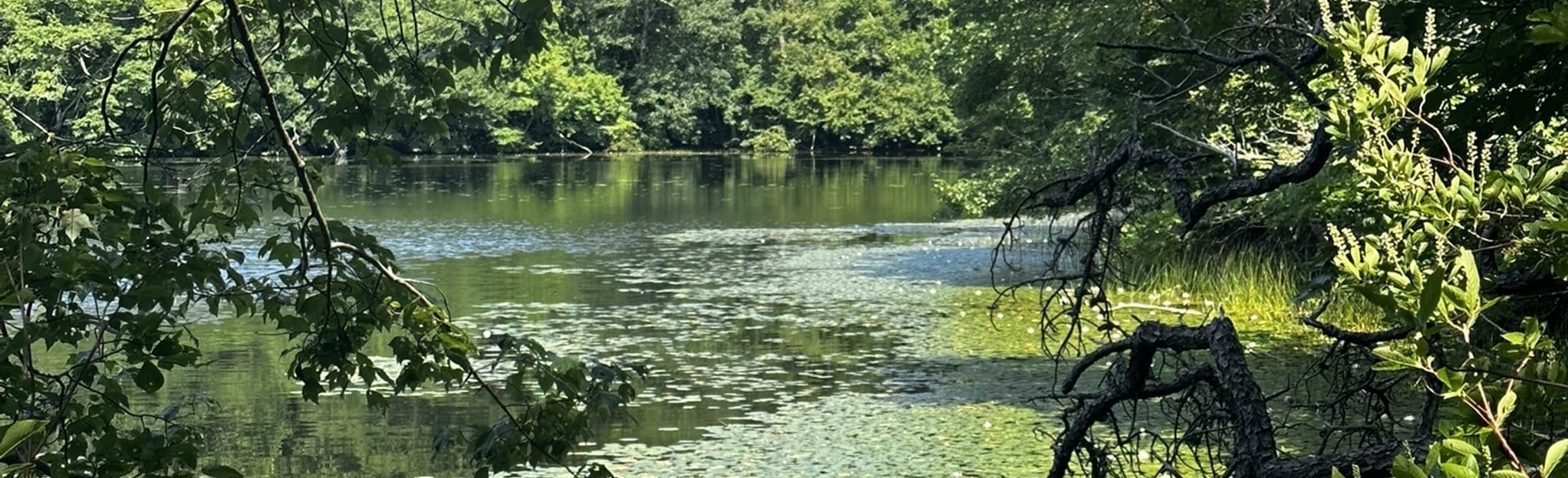 Eagle Pond Outer Loop, Massachusetts 436 Reviews, Map AllTrails