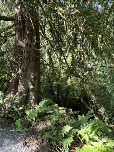 2023 Best Easy Trails in Sedro-Woolley | AllTrails