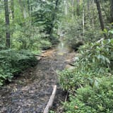Butter Gap to Cat Gap Trail, North Carolina - 508 Reviews, Map | AllTrails