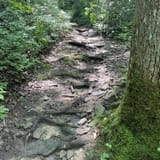 Butter Gap to Cat Gap Trail , North Carolina - 456 Reviews, Map | AllTrails