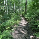 Butter Gap to Cat Gap Trail , North Carolina - 458 Reviews, Map | AllTrails