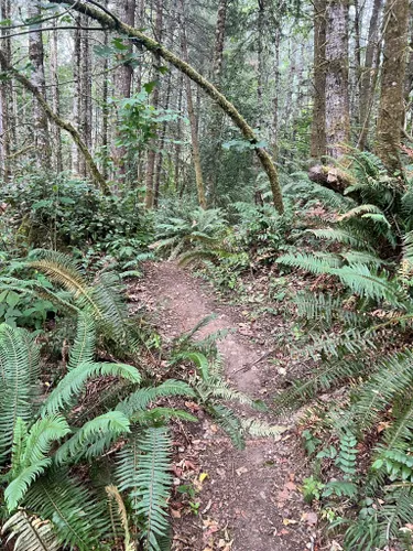 2023 Best River Trails in Tenino | AllTrails