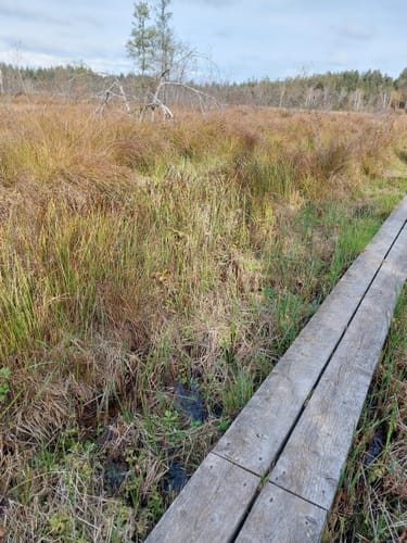 Moorwanderweg - Großer Ursee - Kleiner Ursee