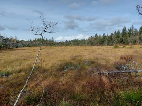 Moorwanderweg - Großer Ursee - Kleiner Ursee