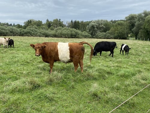 Rund um Wullenstetten