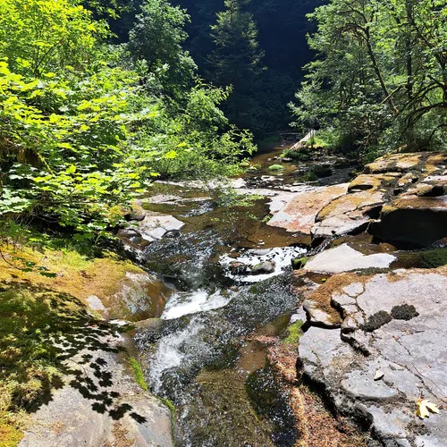 Best Forest Trails in Reedsport AllTrails