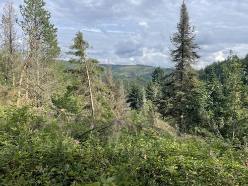 Arboretum Bad Grund - WeltWald Harz