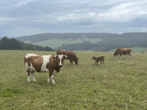 Schweighausen: Aussichtsweg - Große Runde