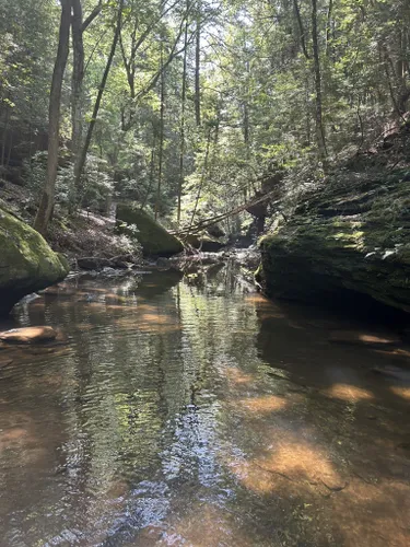 Best Waterfall Trails In William B Bankhead National Forest | AllTrails