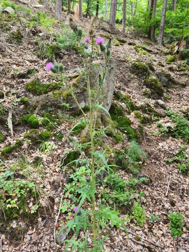 Rundweg Seebachtal Hain