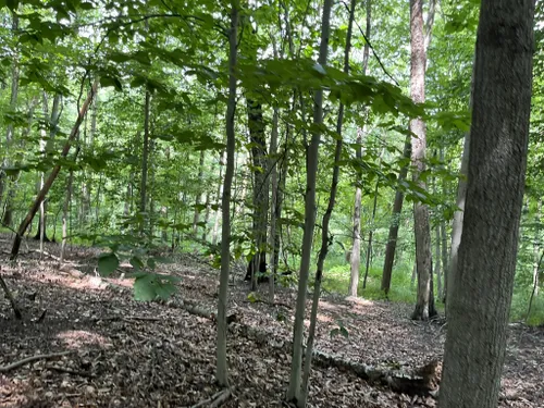 2023 Best Forest Trails in Narberth | AllTrails