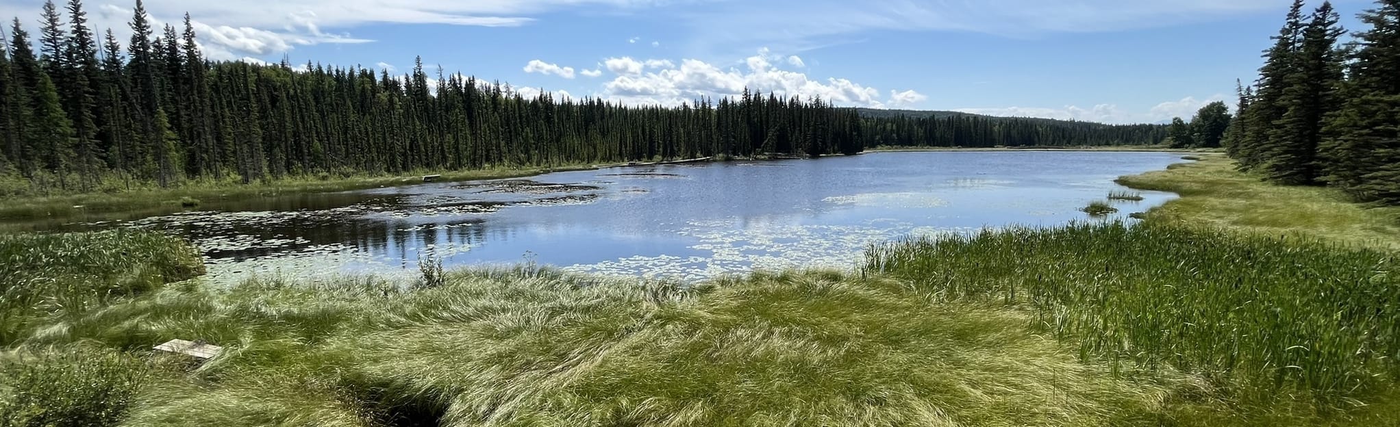 Maxwell Lake and Beaver Boardwalk Loop Trail 287 foto's Alberta