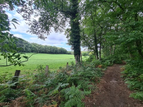 Birgeler Urwald (Wasser.Wander.Wald.)
