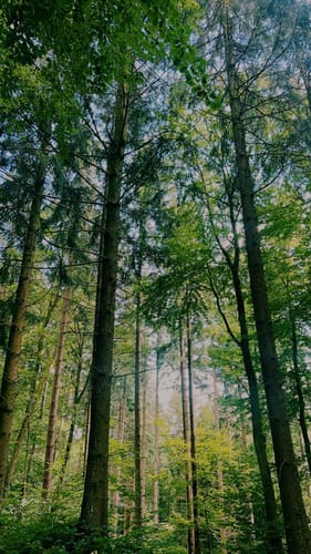 Urexweiler Rundweg