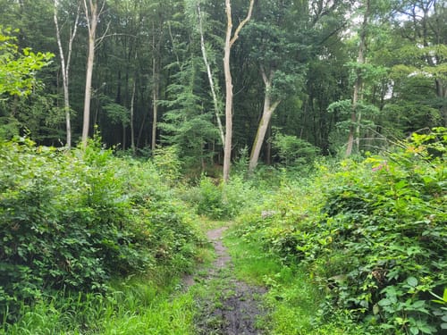 Geistinger Wald Rundweg