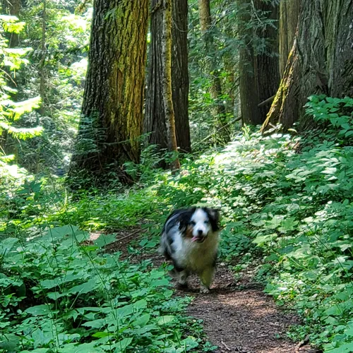 2023 Best Forest Trails in Deary AllTrails