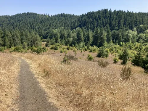 Best Moderate Trails in Chip Ross Park and Natural Area | AllTrails