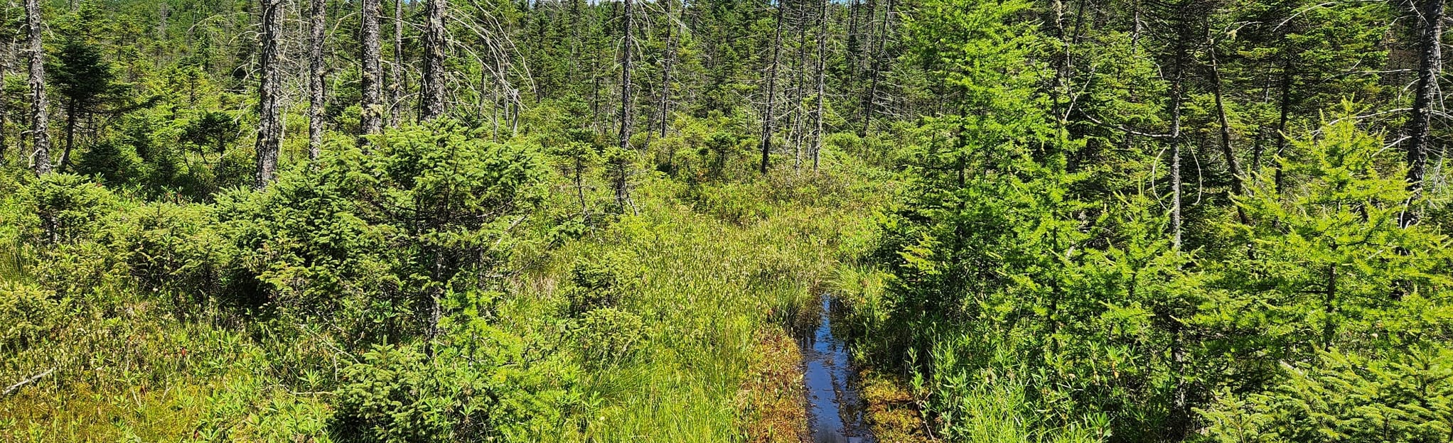 Peacham Bog Trail 57 Reviews, Map Vermont AllTrails