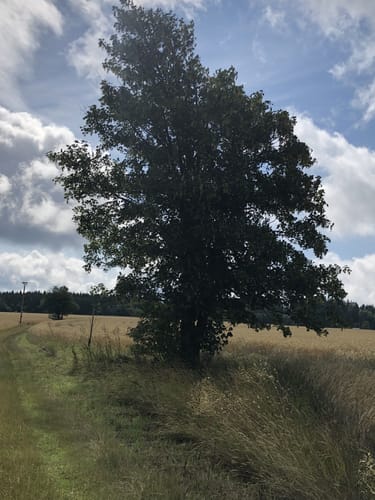 Rennsteig Etappe 8: Brennersgrün – Blankenstein