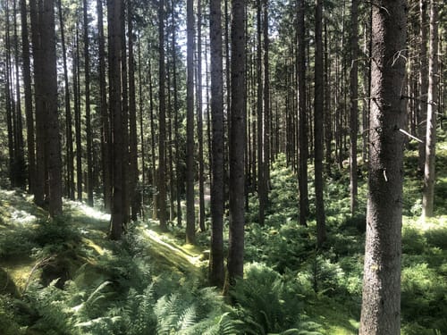 Waldpfad Groppertal (Premiumwanderweg)