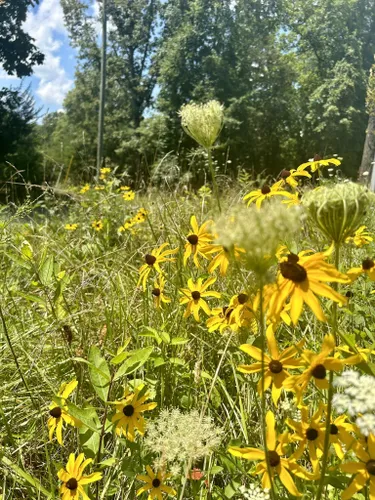 2023 Best Wild Flowers Trails In Broad Run Alltrails 9226