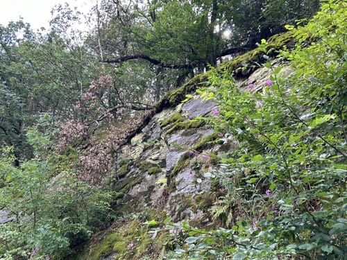 Ruine Neuerburg und Fockenbachtal (Kurtscheid K2)