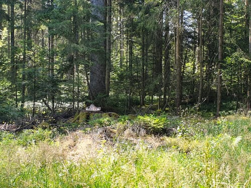 Tannenriesen (Premiumwanderweg)