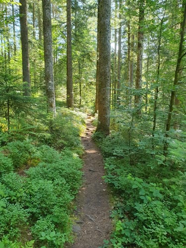 Tannenriesen (Premiumwanderweg)