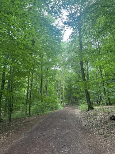 Naturerlebnisweg Bamster Wald