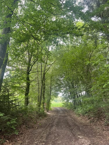 Naturerlebnisweg Bamster Wald
