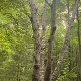 Pyramid Point Loop, Michigan - 891 Reviews, Map | AllTrails