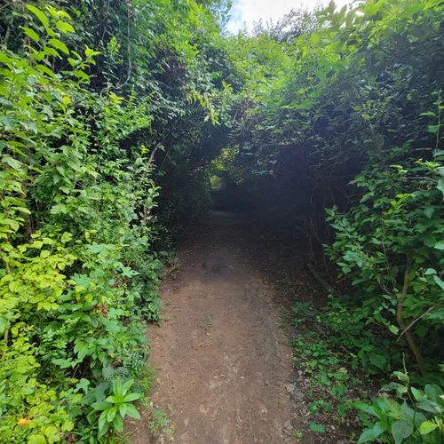 2023 Best Forest Trails in Edgemont AllTrails