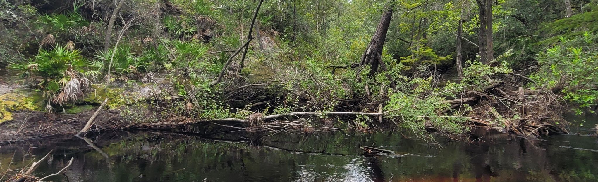 Sopchoppy River via Florida Trail, Florida - 34 Reviews, Map | AllTrails