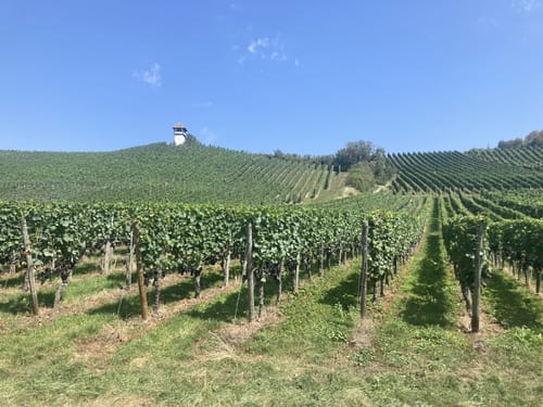 Hagnau - Meersburg