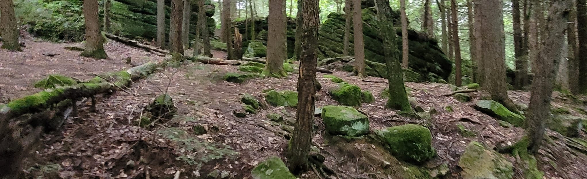 Bilger’s Rocks, Pennsylvania - 86 Reviews, Map | AllTrails