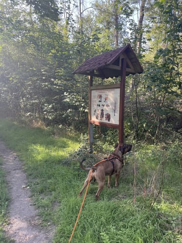Waldpfad in den Herrnsheimer Klauern