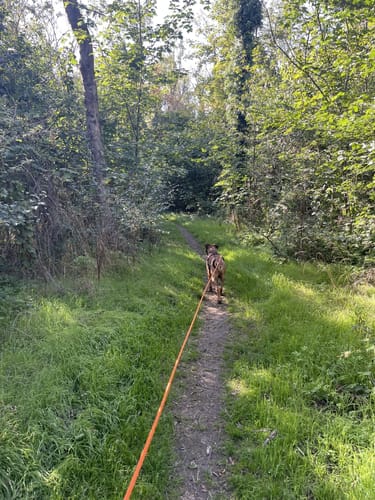 Waldpfad in den Herrnsheimer Klauern