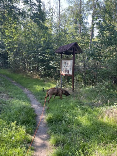 Waldpfad in den Herrnsheimer Klauern