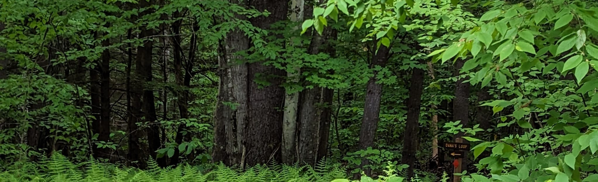 Piermont Town Forest Trail Loop, New Hampshire 11 Reviews, Map