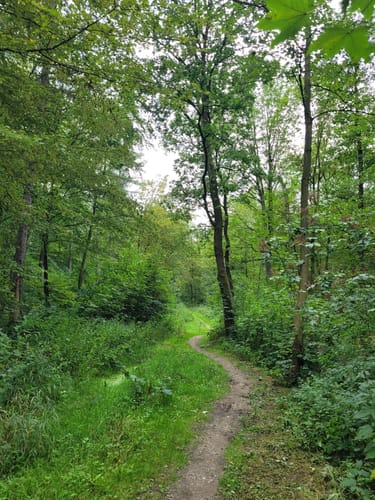 Burg Wohldenberg