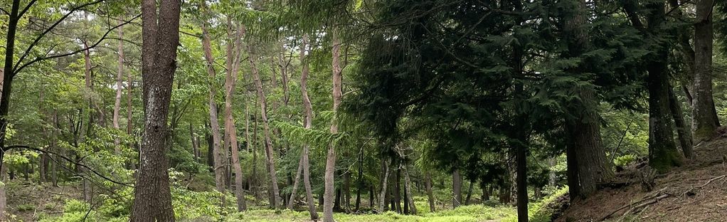 mappa della foresta di aokigahara